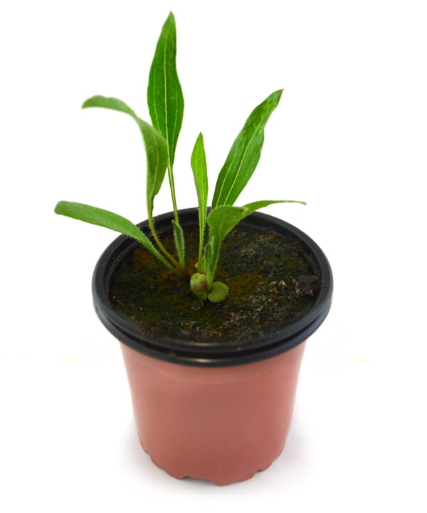 Equinácea angustifolia