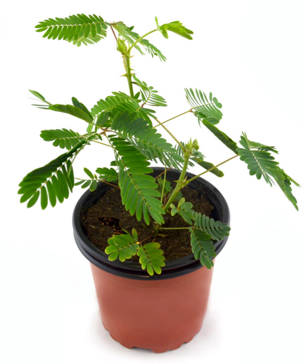 Mimosa púdica