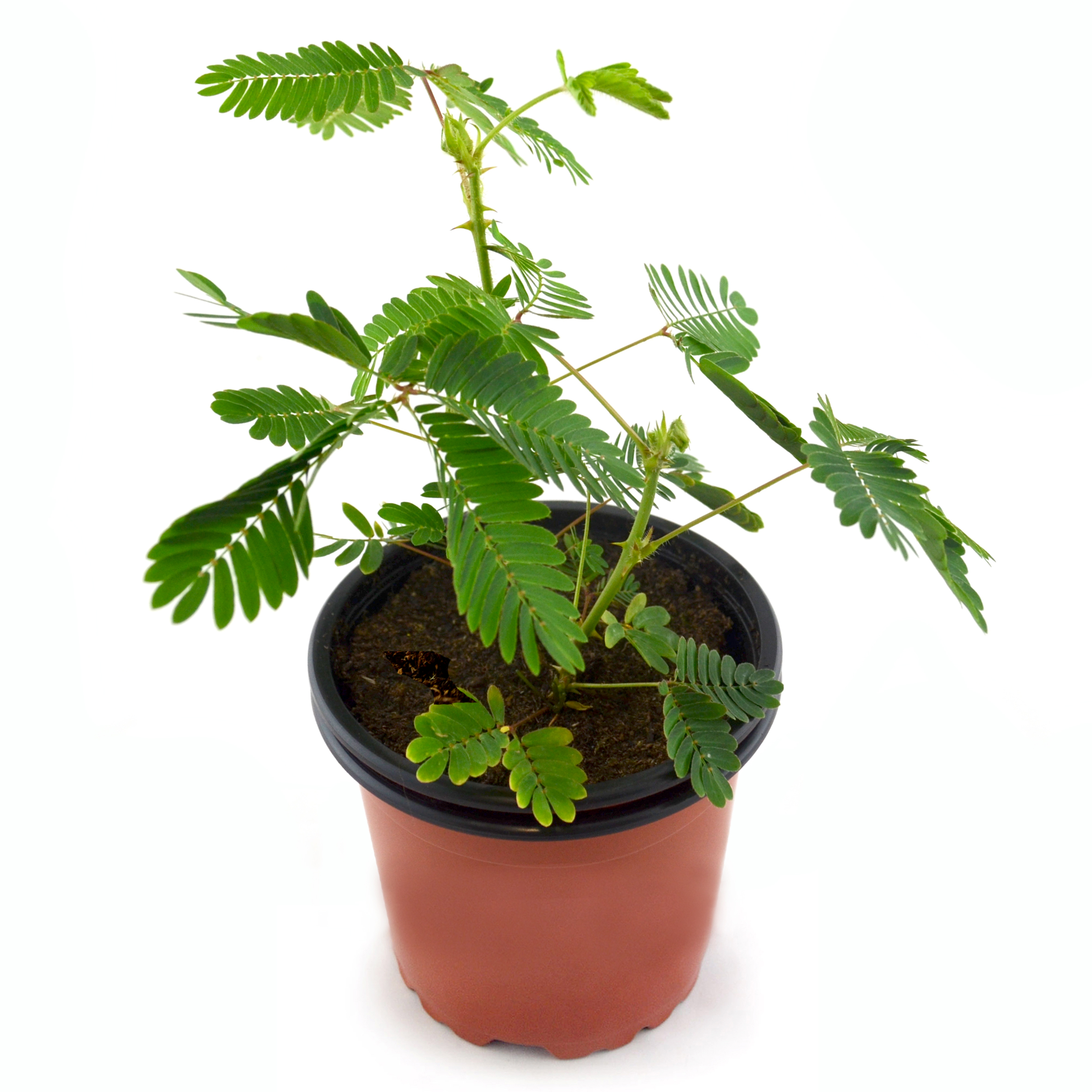 Mimosa púdica