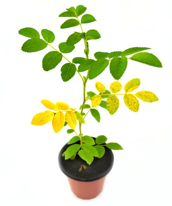 Rosal fruto dulce comestible