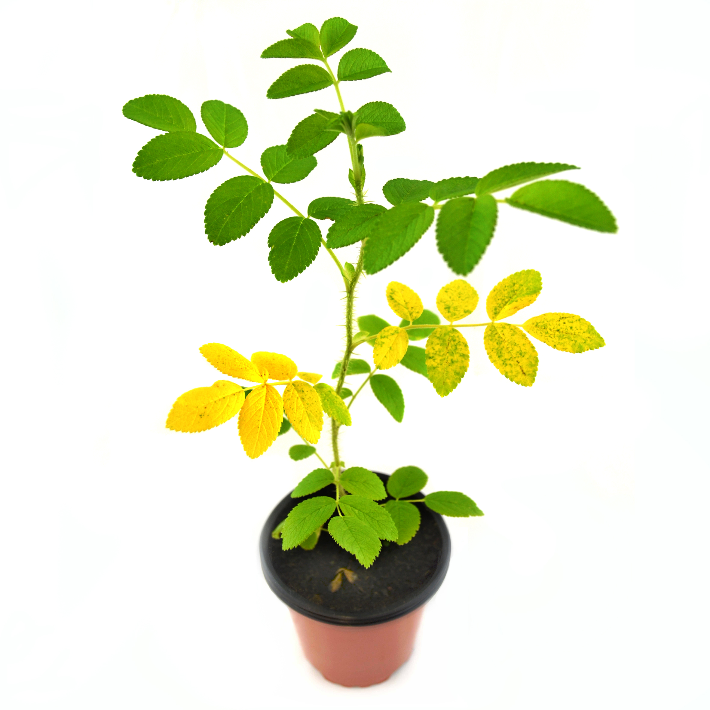 Rosal fruto dulce comestible
