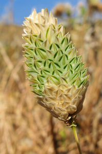 Phalaris brachystachys