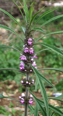 Marihuanilla
