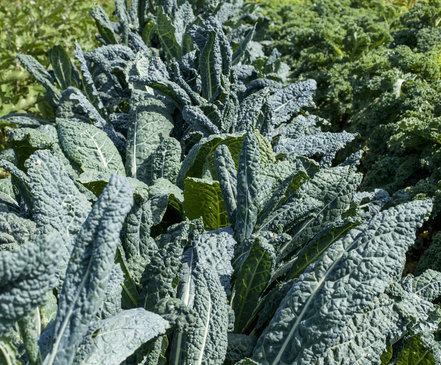 Kale negro