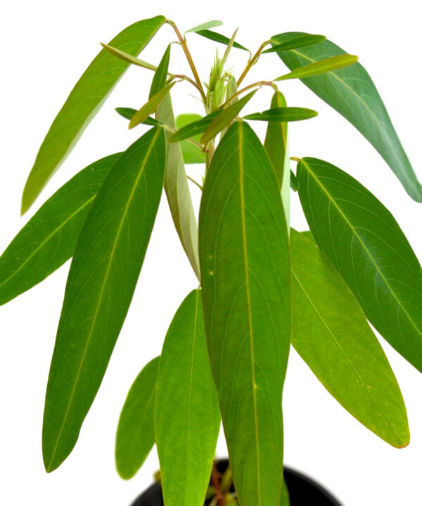 Desmodium