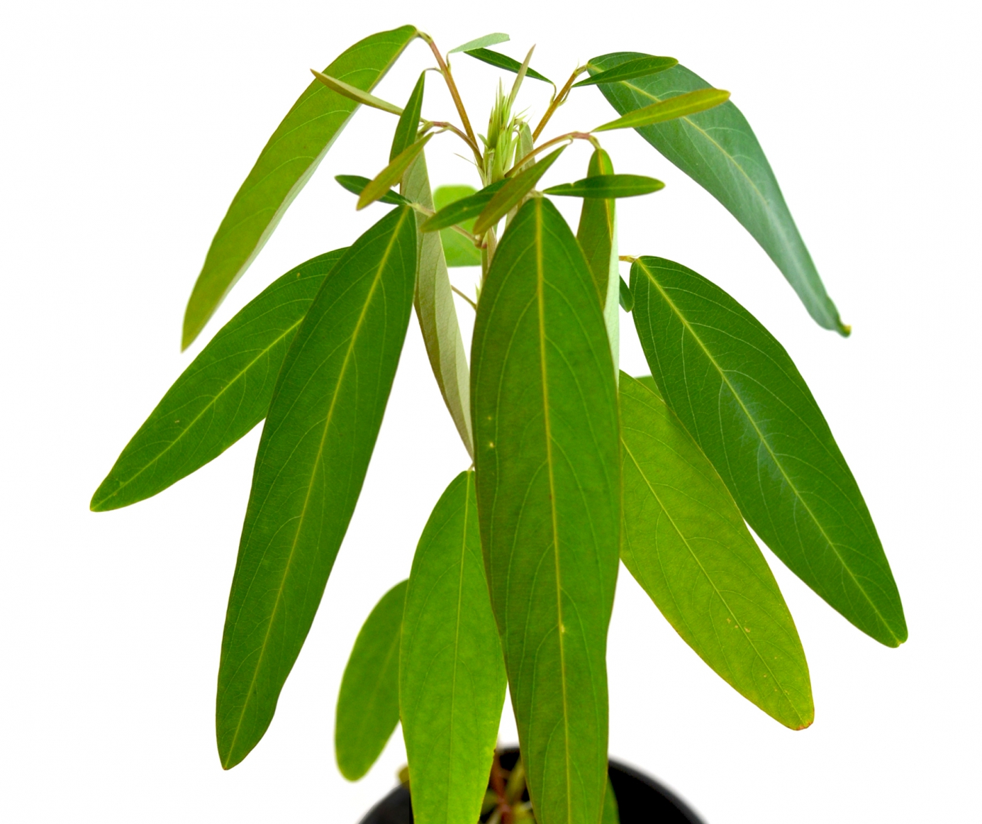 Desmodium