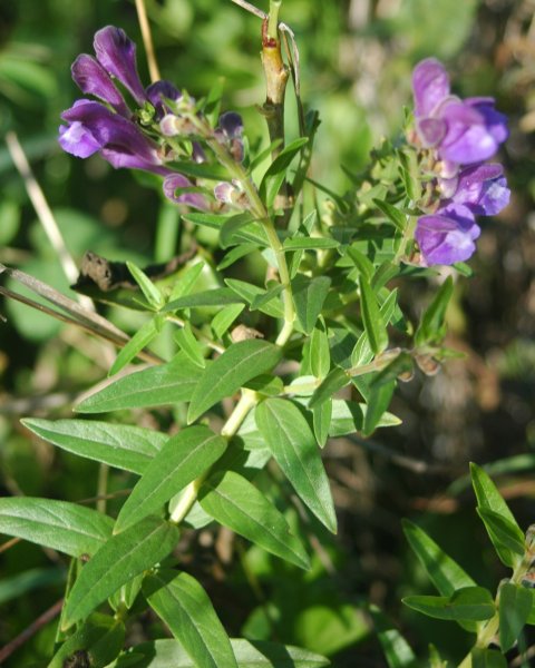 Escutelaria