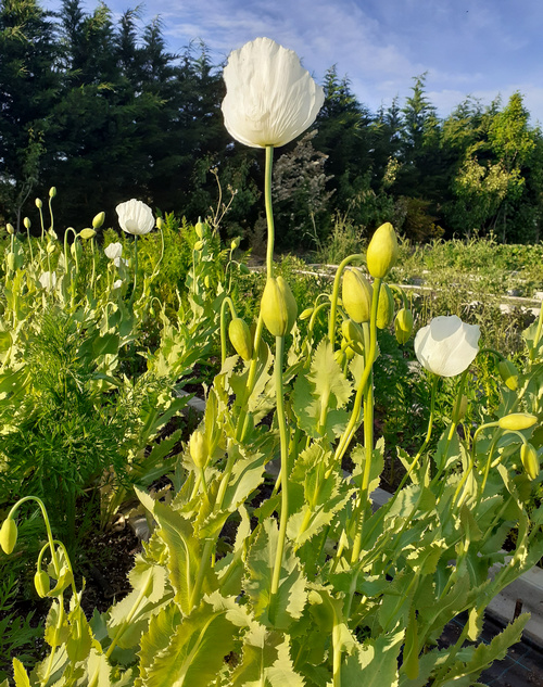 Opio flor blanca