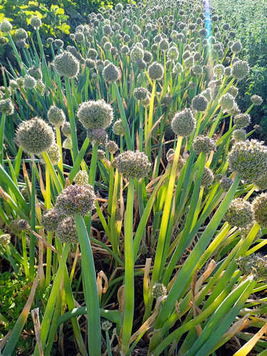 Cebollino hoja muy grande