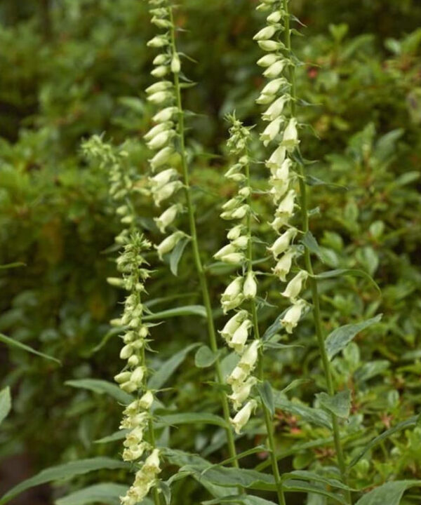 Dedalera flor amarilla