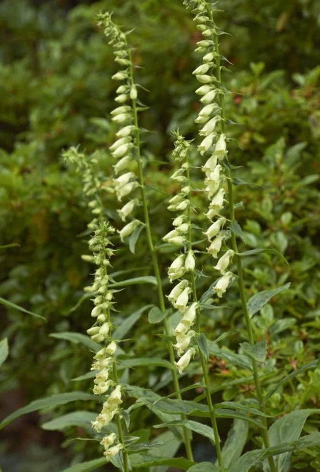 Dedalera flor amarilla