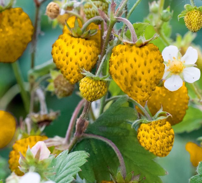 Fresa de bosque amarilla