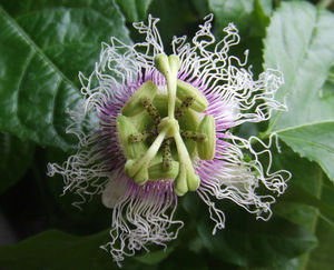 Maracuyá