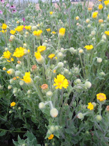 Árnica Mejicana