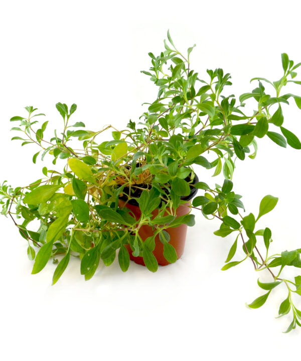 Saponaria pequeña