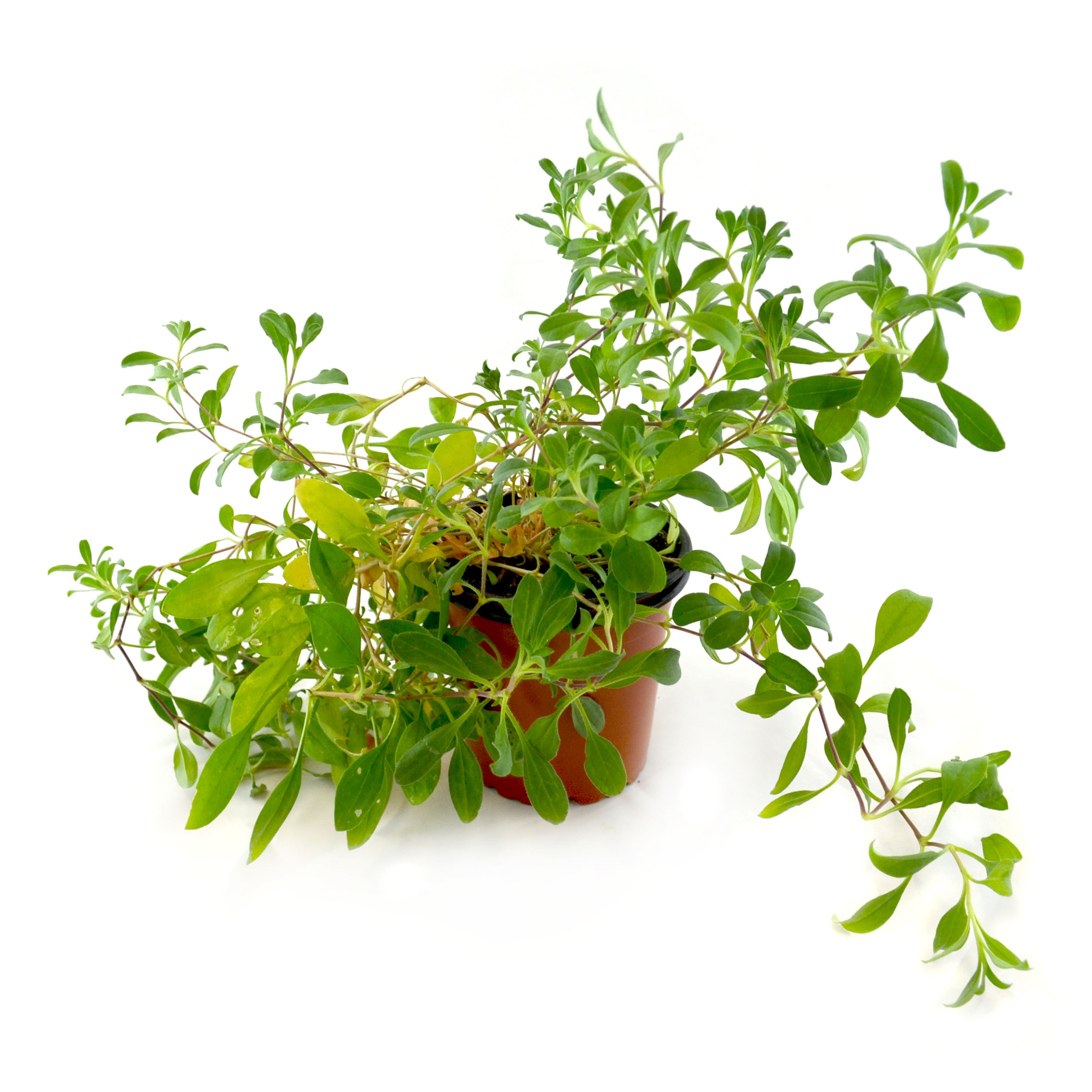 Saponaria pequeña