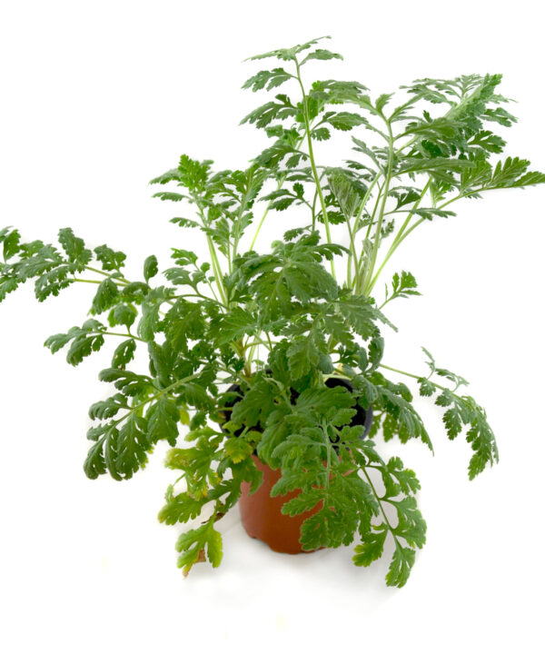 Matricaria