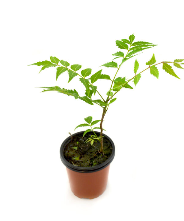 Neem
