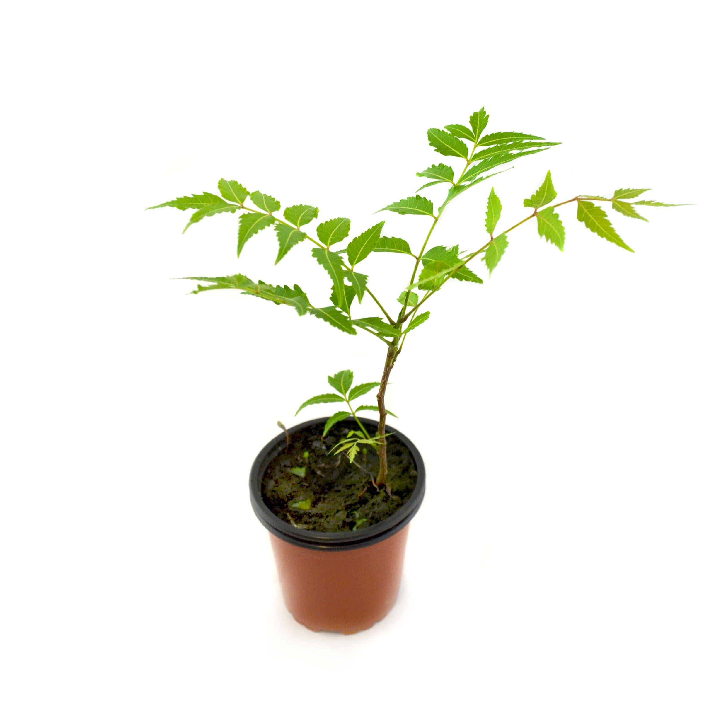 Neem
