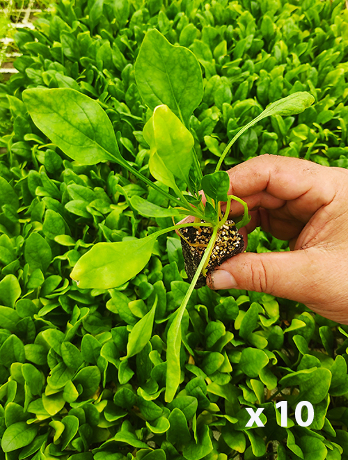Espinaca "Solomón" (10 tacos)