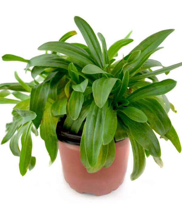 Centaurea menor