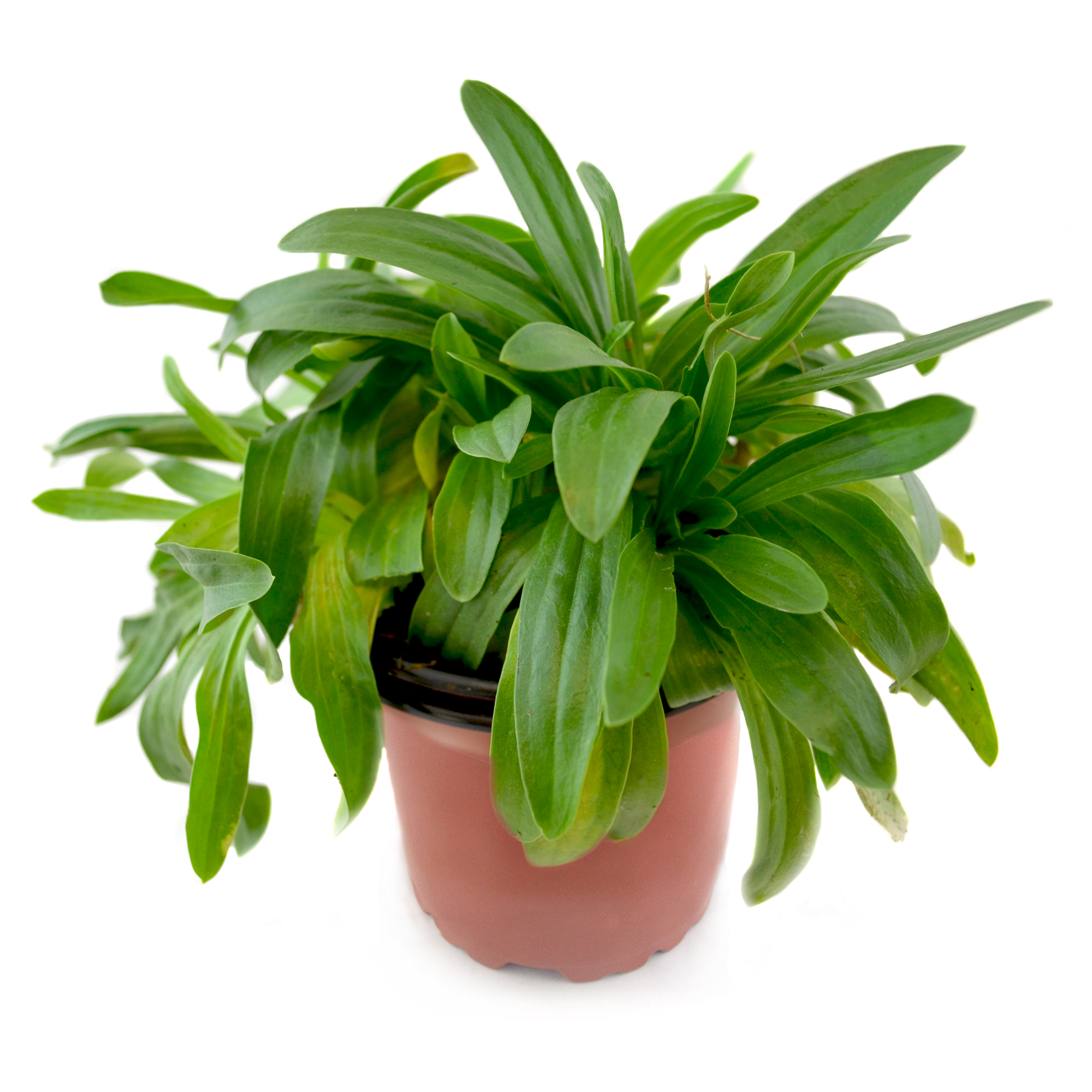 Centaurea menor