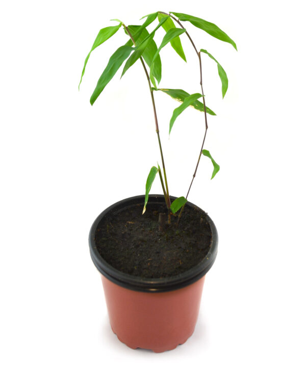 Bambú gigante