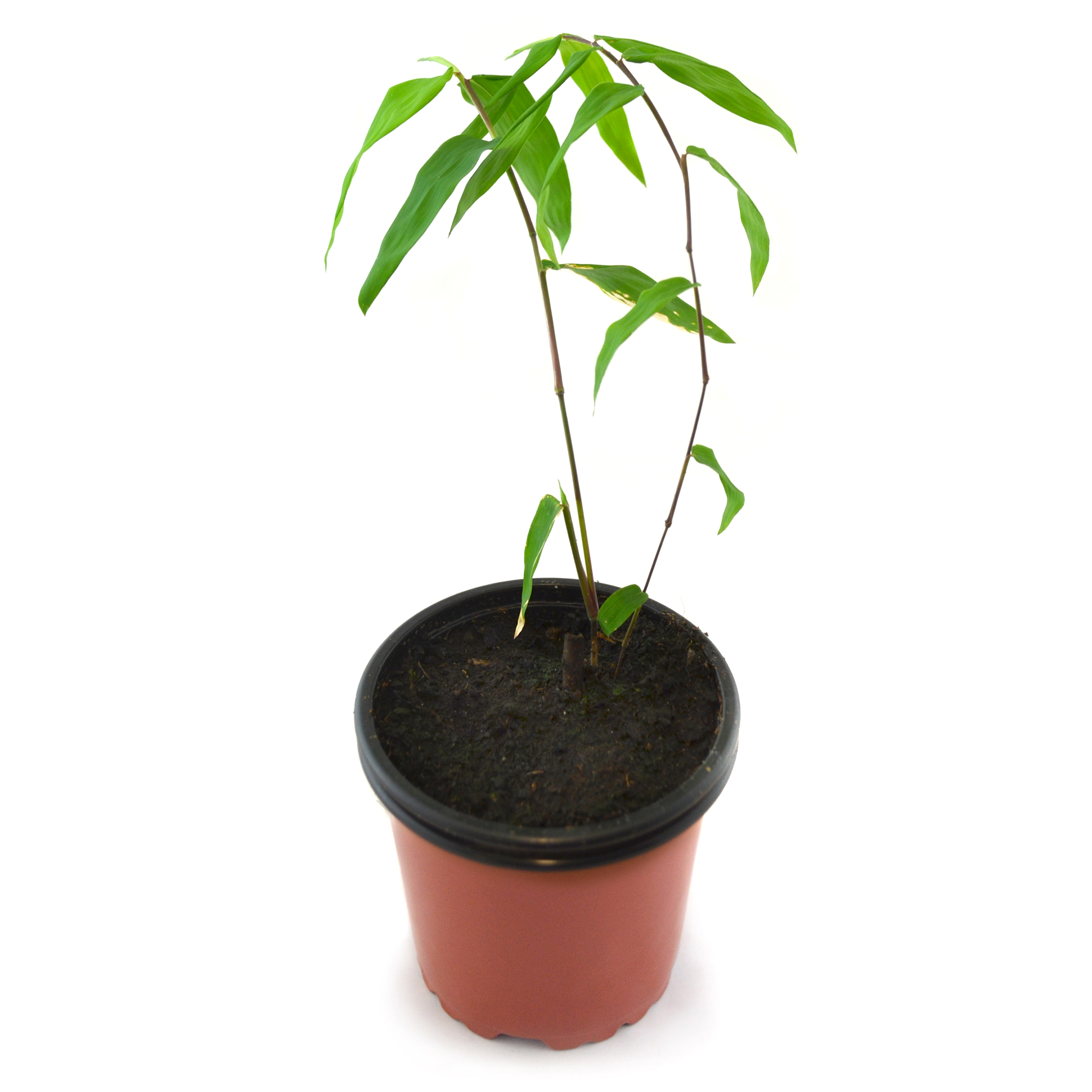 Bambú gigante