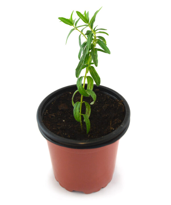 Escutelaria baicalensis