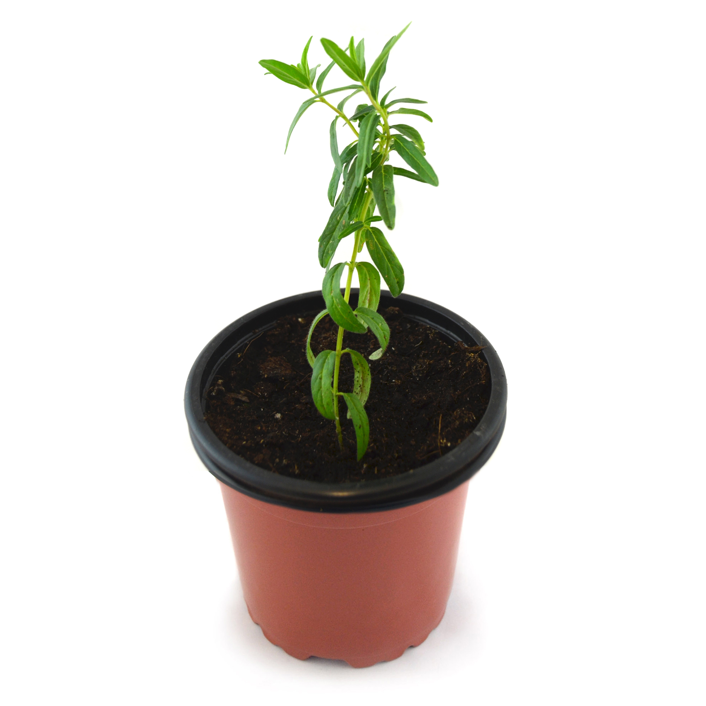Escutelaria baicalensis