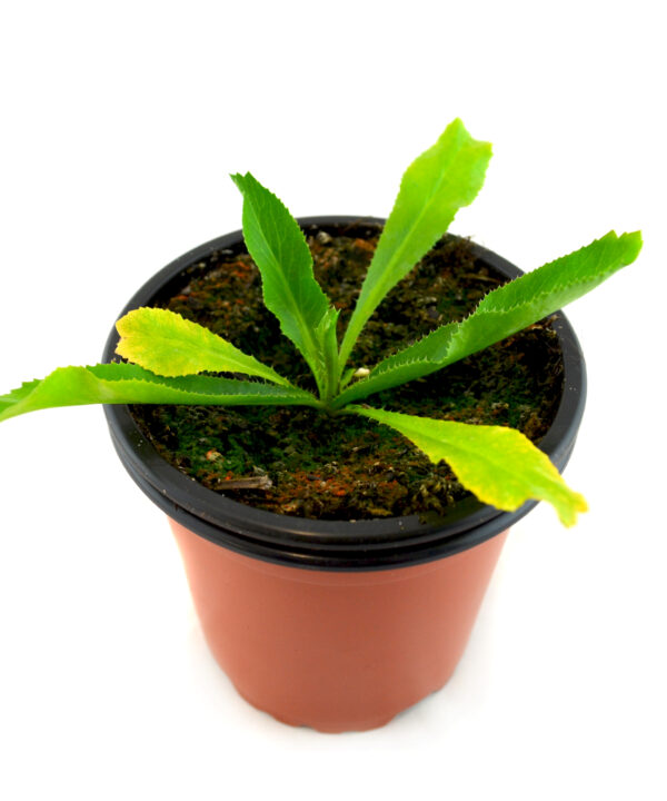 Culantro