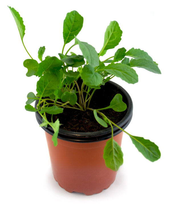 Kale negro