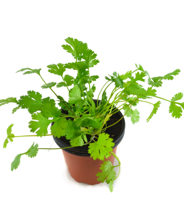 Cilantro
