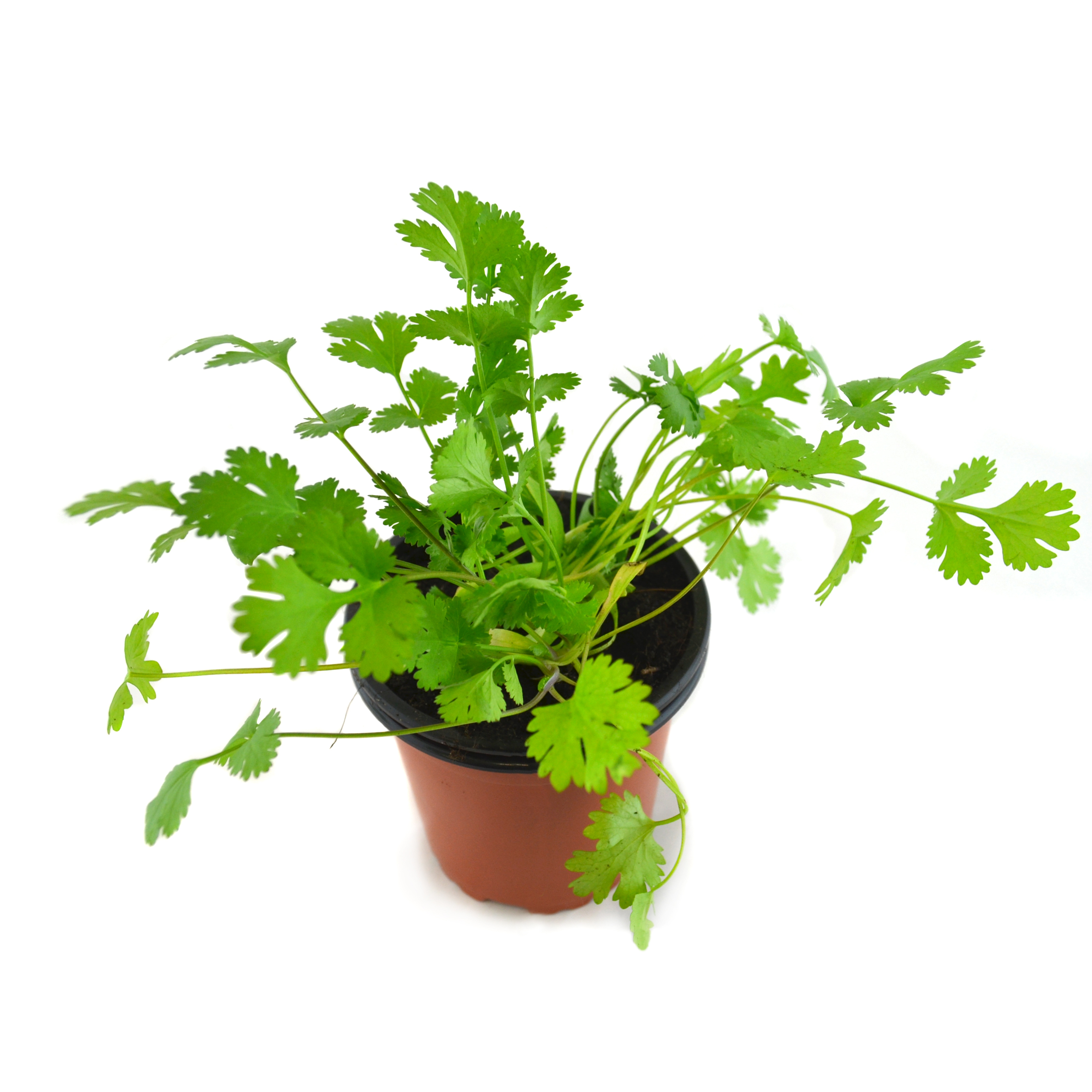 Cilantro