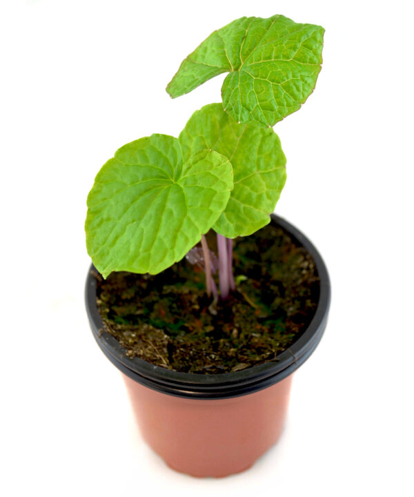 Wasabi verde
