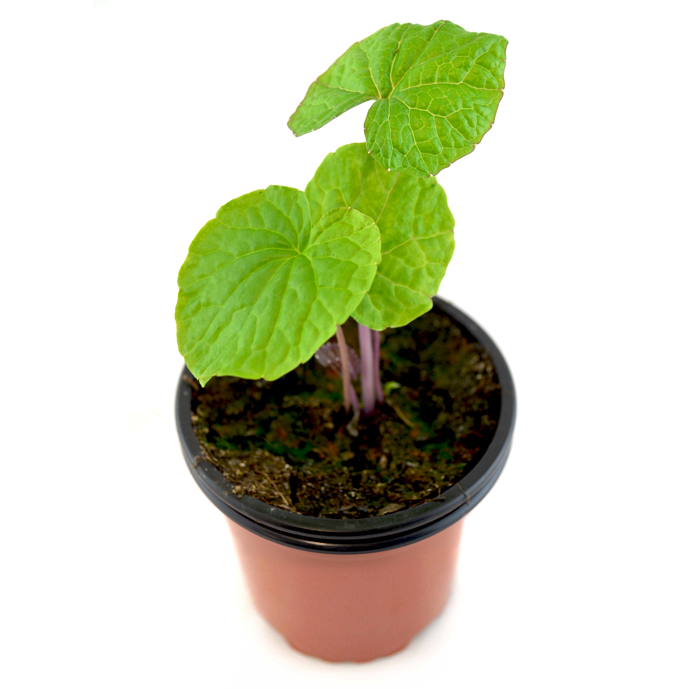 Wasabi verde