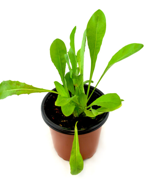 Achicoria común verde