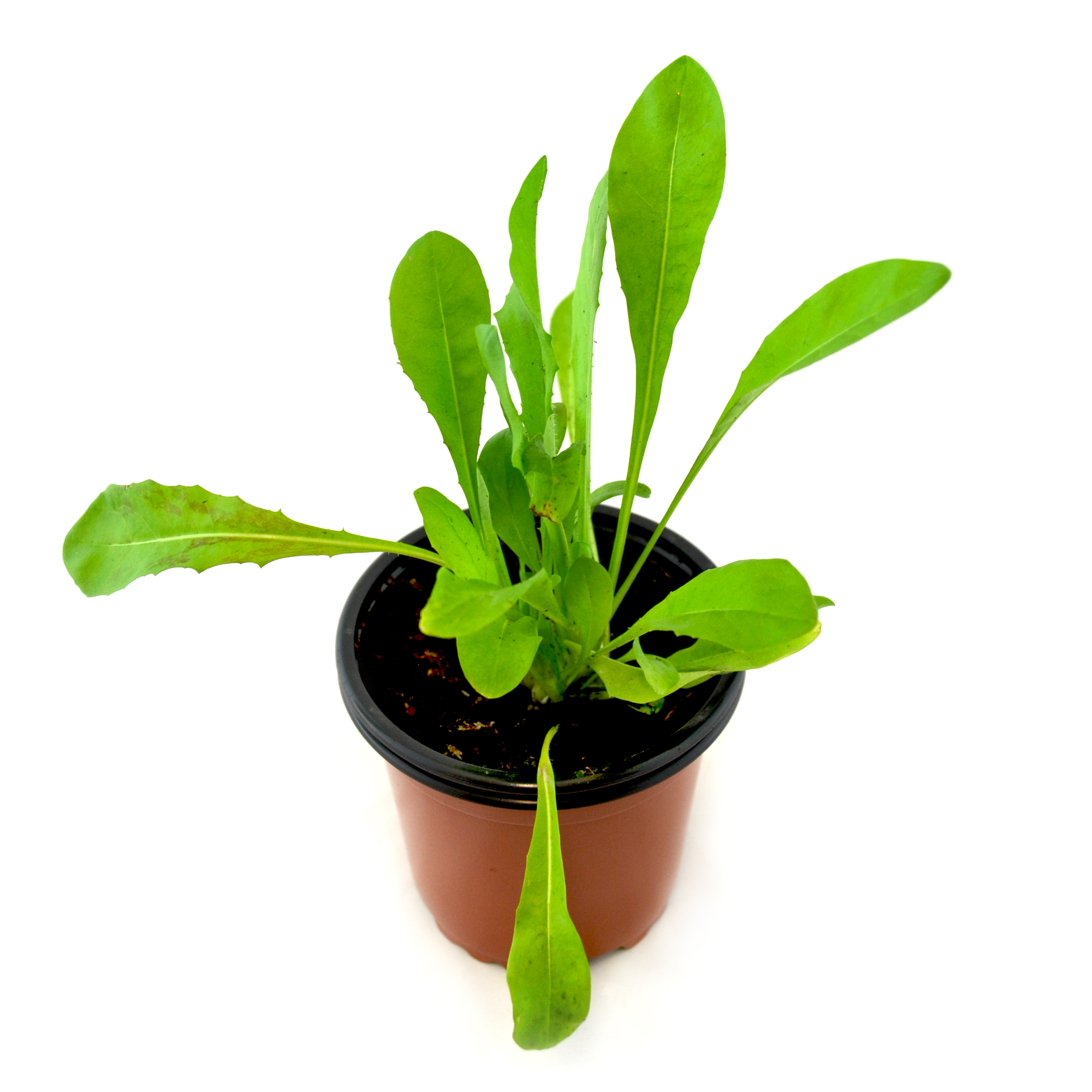 Achicoria común verde