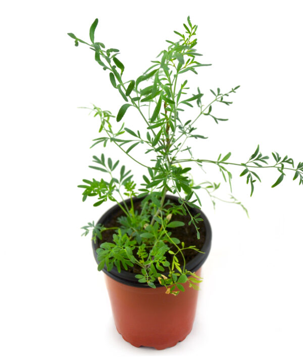 Ruda de hoja estrecha