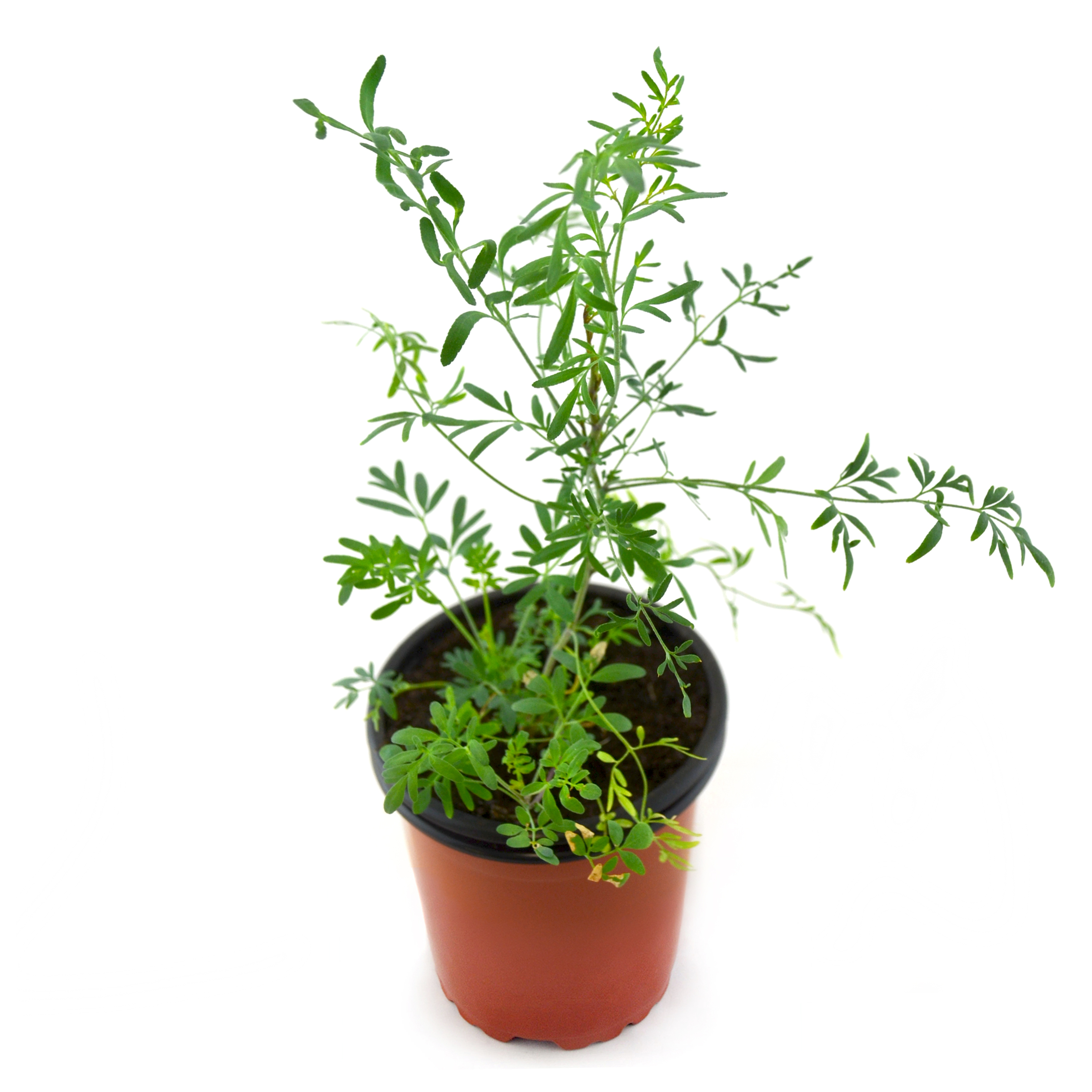 Ruda de hoja estrecha