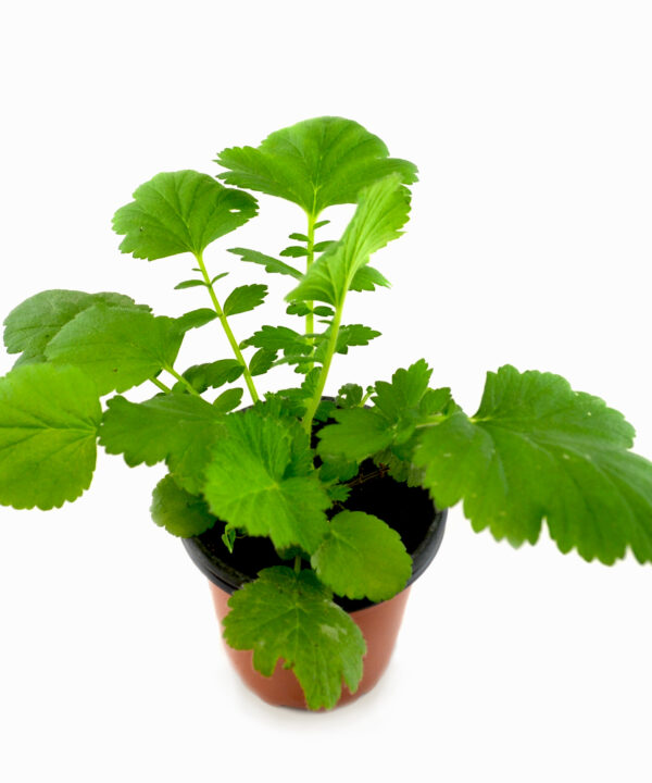 Geum