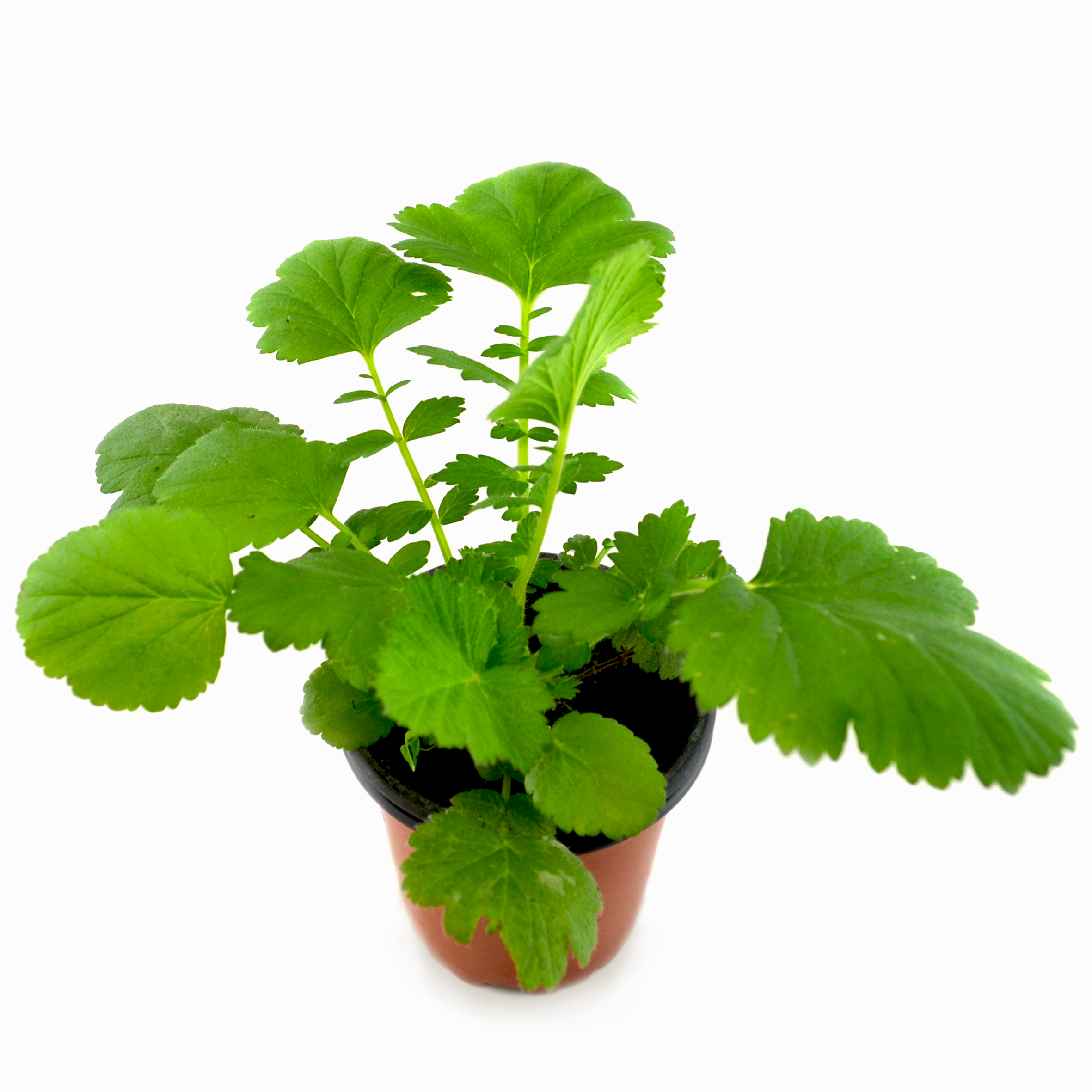 Geum