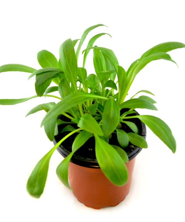 Valeriana roja