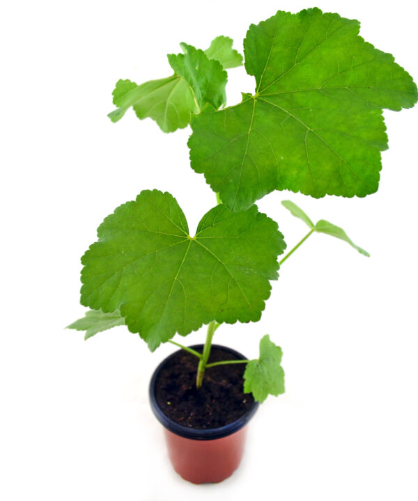 Malva arbórea