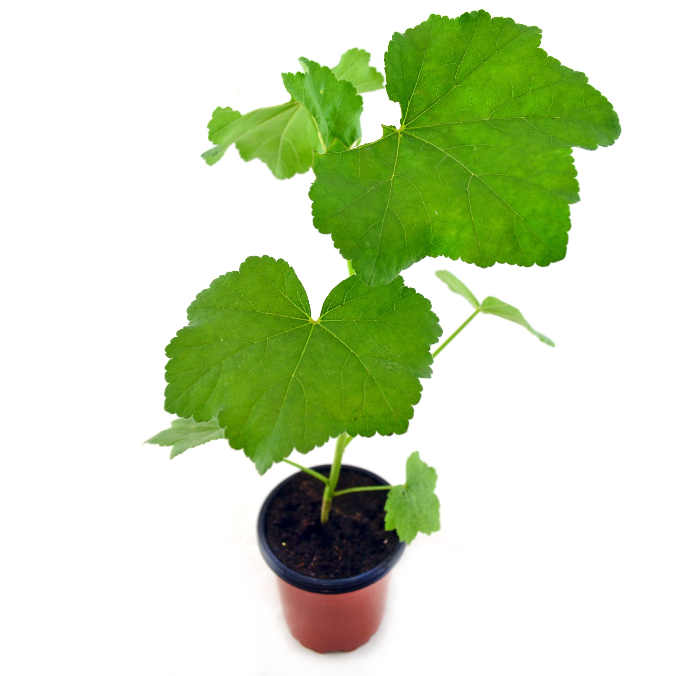 Malva arbórea