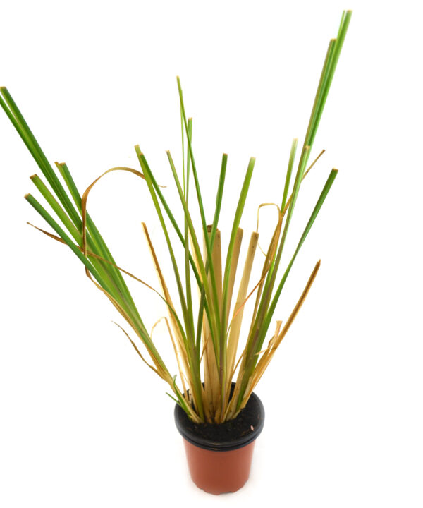 Vetiver