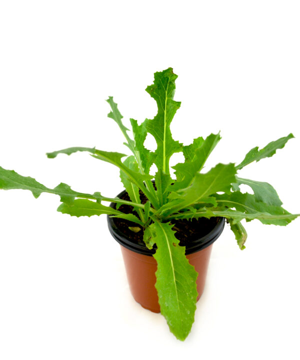Lechuga silvestre