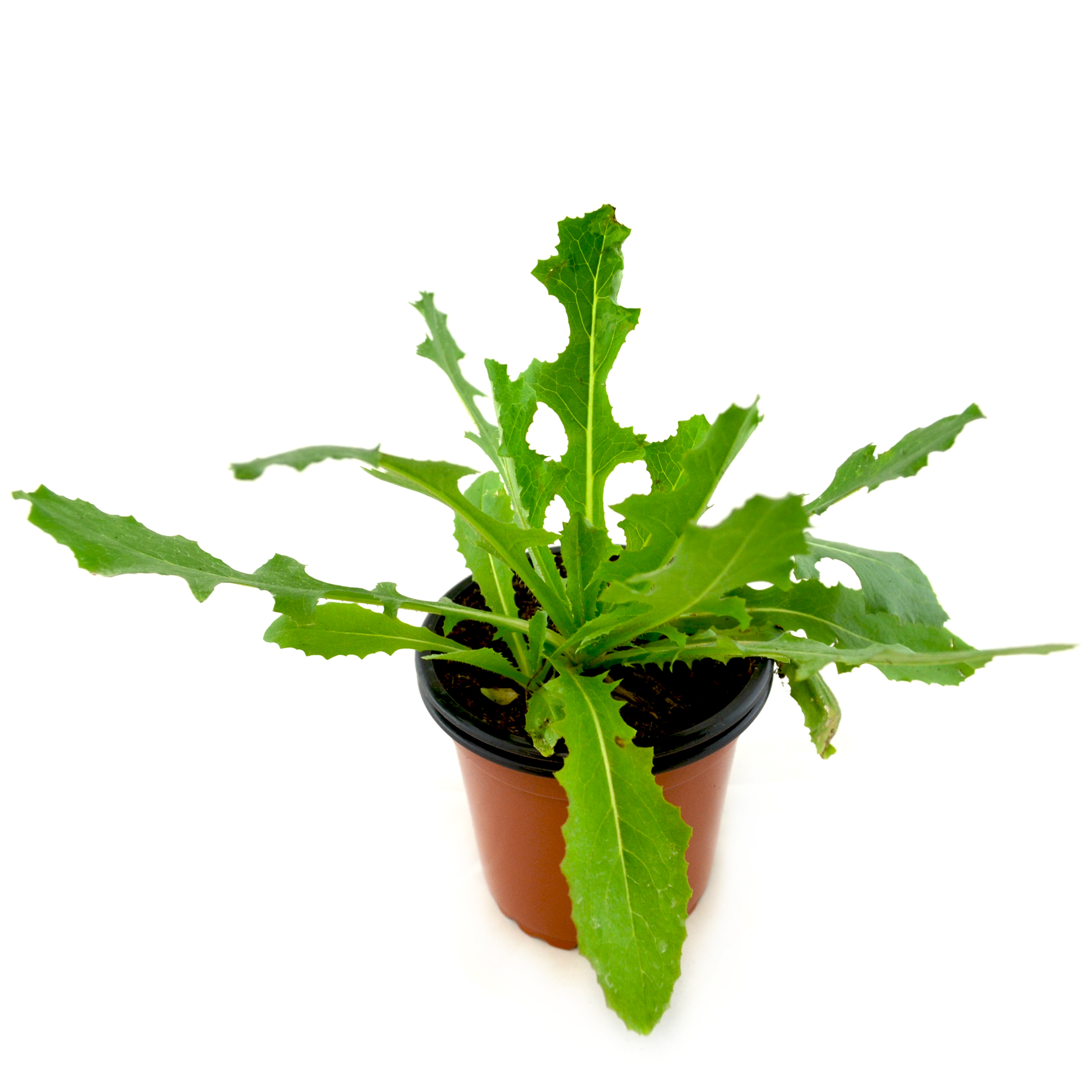 Lechuga silvestre