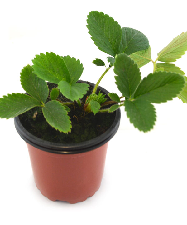 Fresa roja silvestre "rastrera"