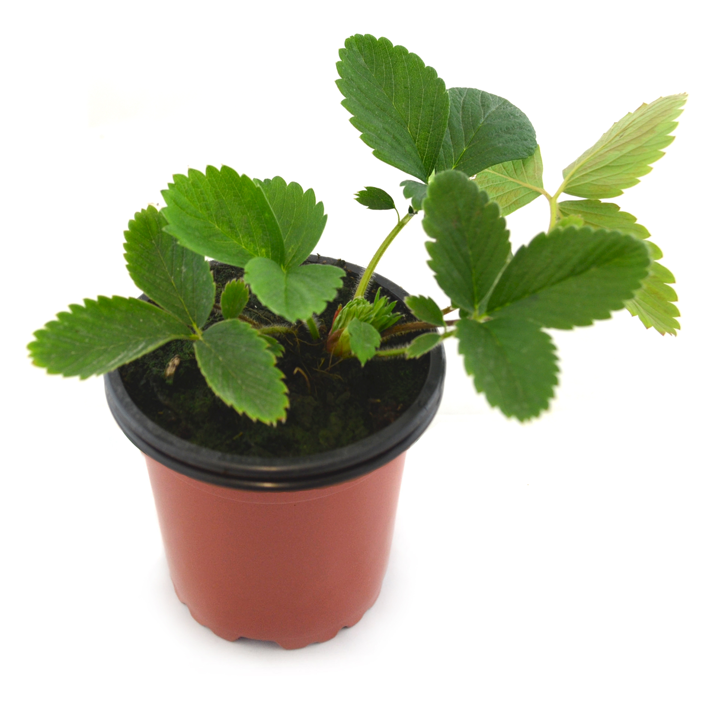 Fresa roja silvestre "rastrera"